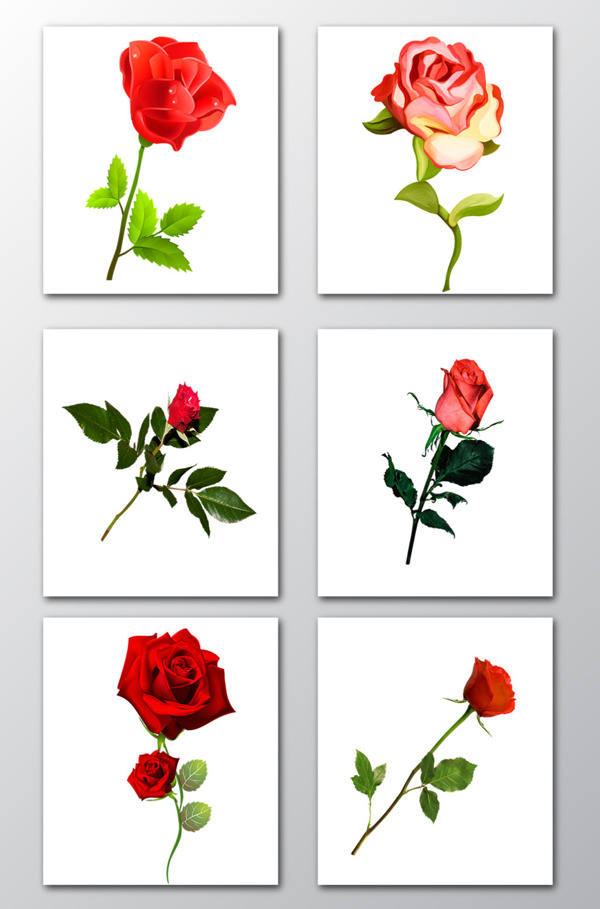 多款彩色玫瑰花唯美背景PNG素材
