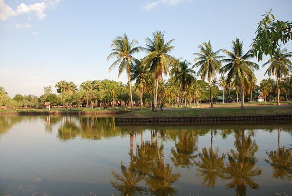 椰树湖泊图片