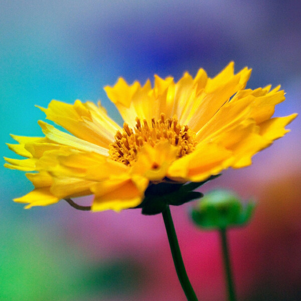 位图植物摄影写实花卉花朵菊花免费素材