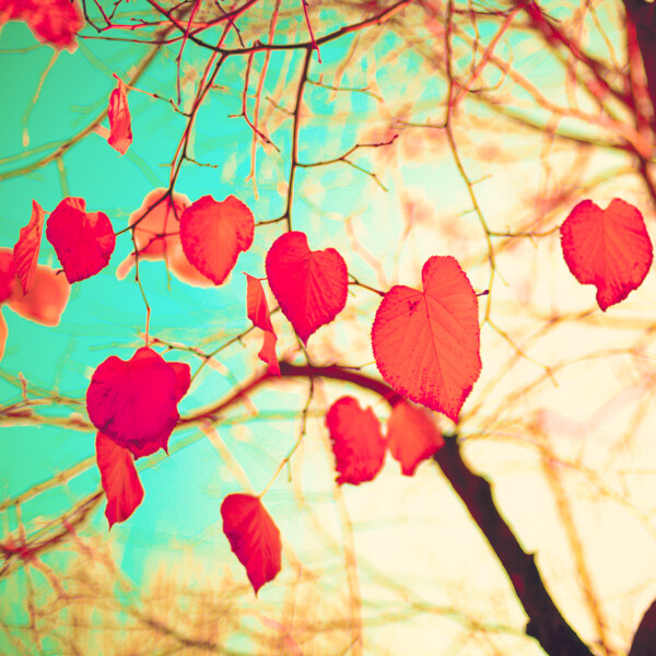 复古红色树叶背景图片