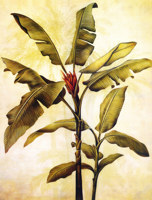 欧美古典植物装饰画