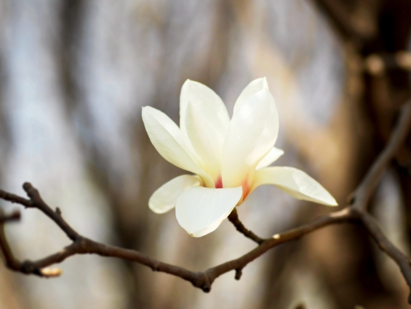 栀子花开图片