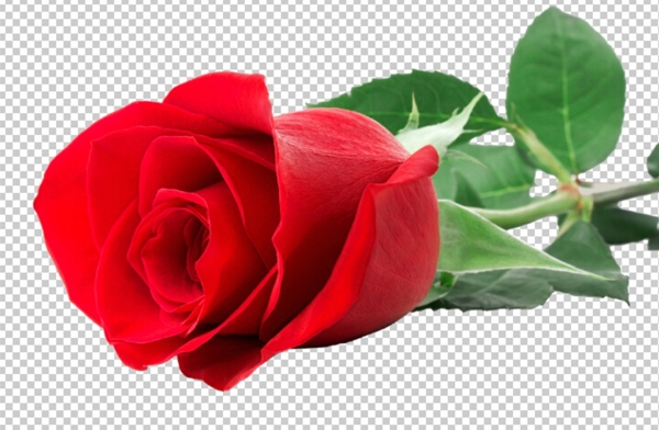玫瑰花透明背景高清素材图片