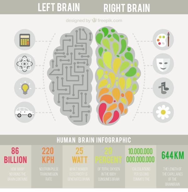 在平面设计的人类大脑的信息图表