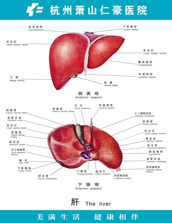 肝脏图片