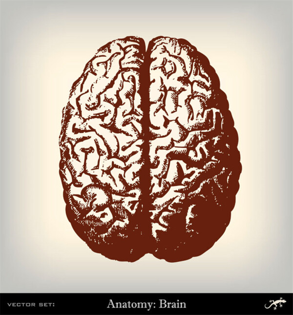 人体大脑插画图片