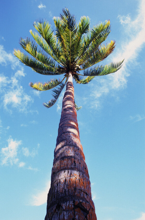 椰子树近拍图片