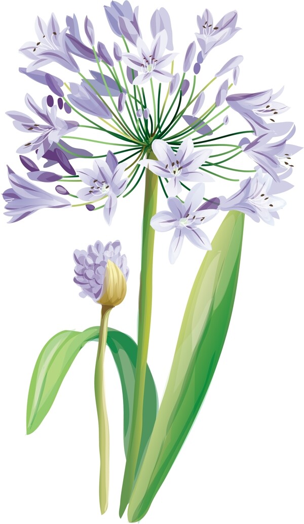 幽雅水彩鲜花紫罗兰图片