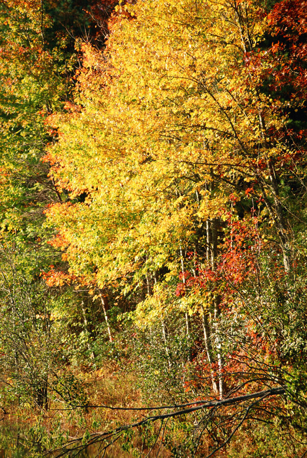 秋天风景图片图片