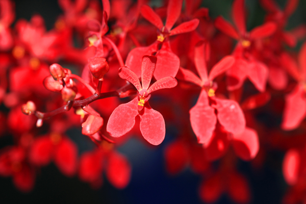 红色枝头花朵背景图片