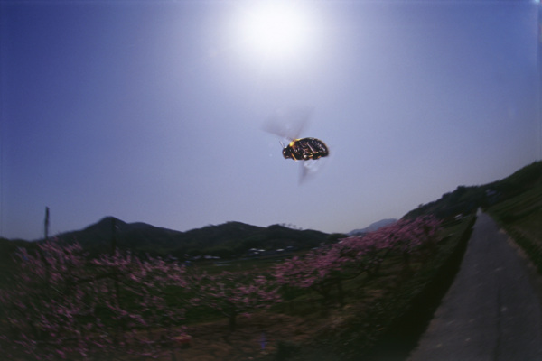 飞翔的蜜蜂图片