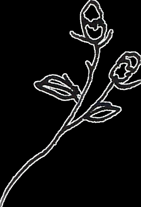 简单铅笔画花卉水彩透明素材