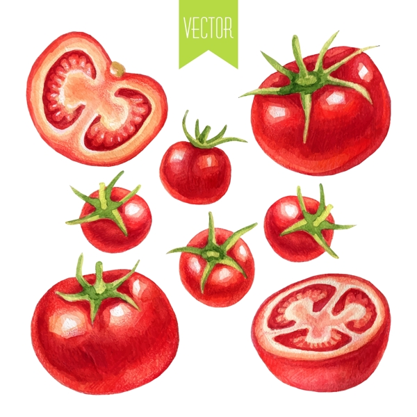 水彩蔬菜西红柿插画