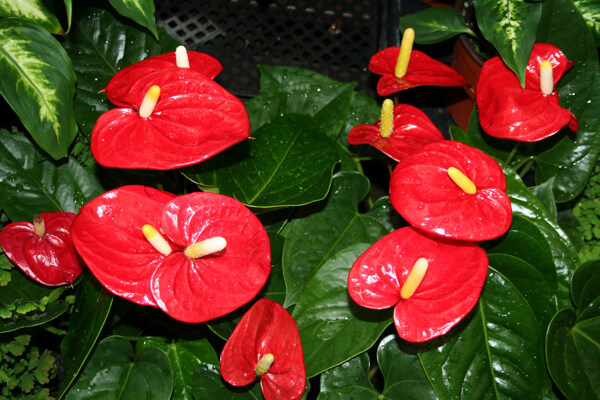 红色鲜花与绿叶图片