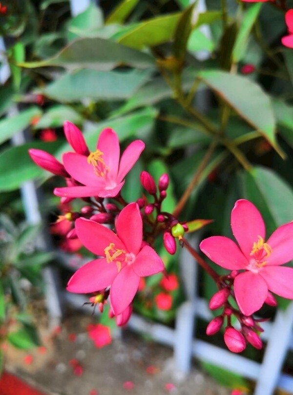 红色花朵自然植物摄影作品