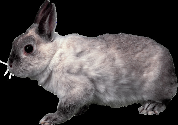灰色毛发的兔子免抠png透明图层素材