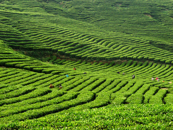 茶场风光图片