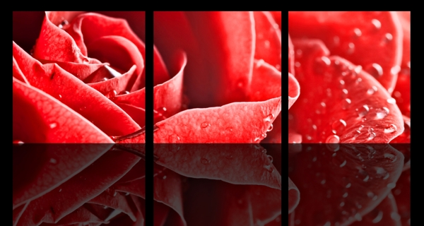 红色玫瑰无框画图片