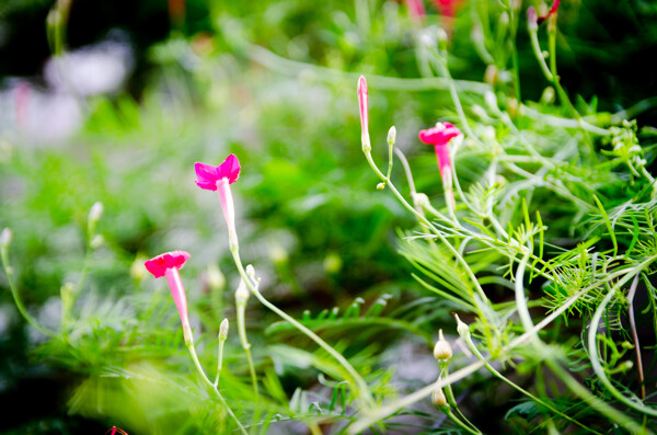 花草之茑萝松图片