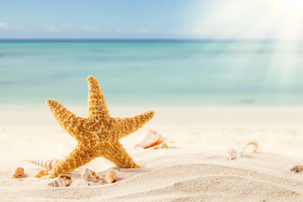 阳光沙滩海星图片