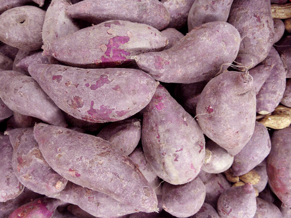 紫薯红薯