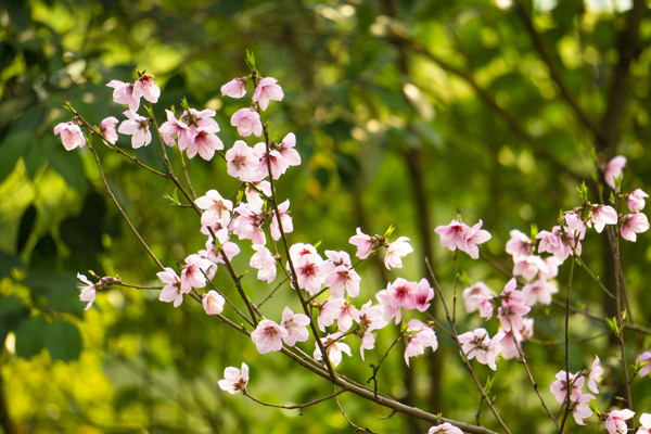 粉色桃花植物花朵