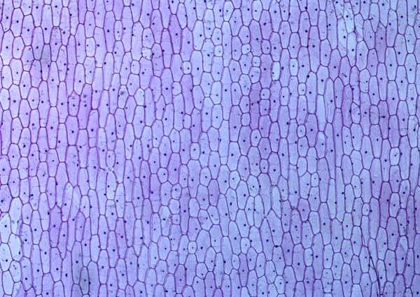 蓝色微型细胞网格