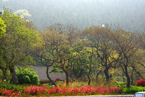 河南鹿邑太清宫风景