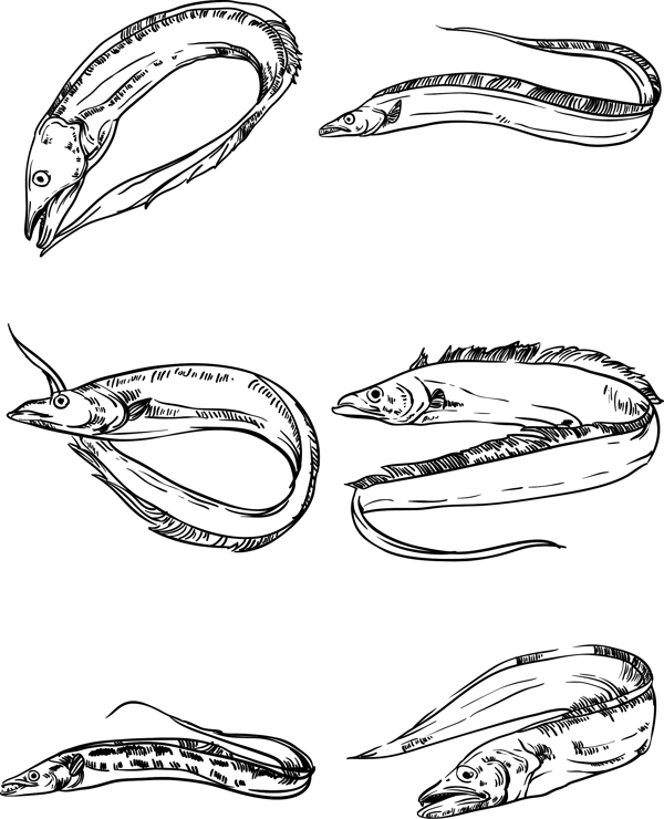 手绘带鱼带鱼线条图片