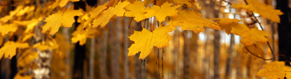 秋天梧桐树风景图片