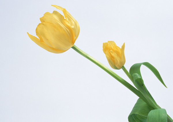 花朵特写