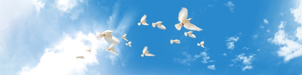 蓝天中飞翔的鸽子图片