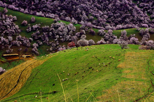 新疆新源野杏林风景