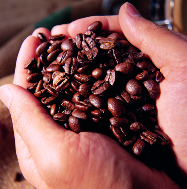 手捧咖啡豆甄别咖啡豆质量
