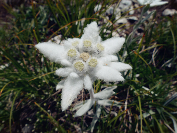 唯美雪绒花