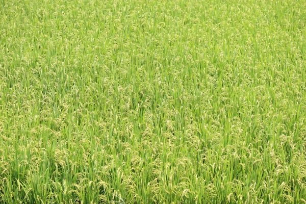 一片茂密的稻田