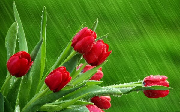 高清雨中玫瑰素材背景图片免费下载