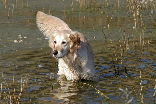 水中的宠物狗