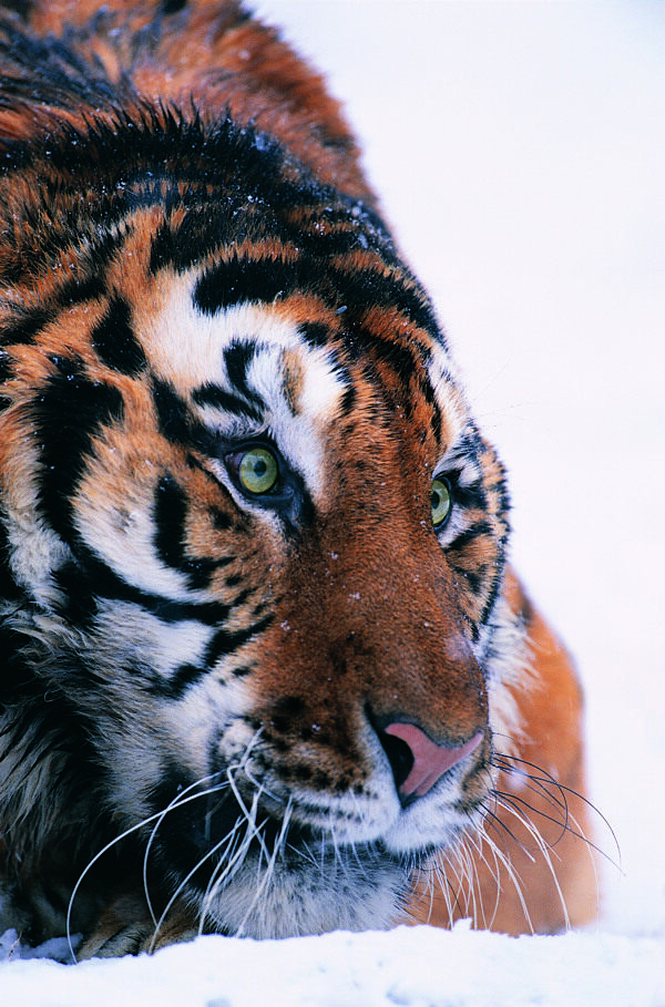 雪地上的老虎图片