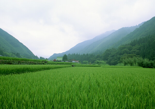 农田风光