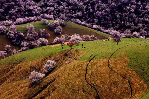 新疆新源野杏林风景