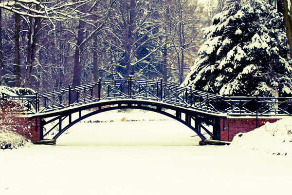 美丽小桥与雪松图片