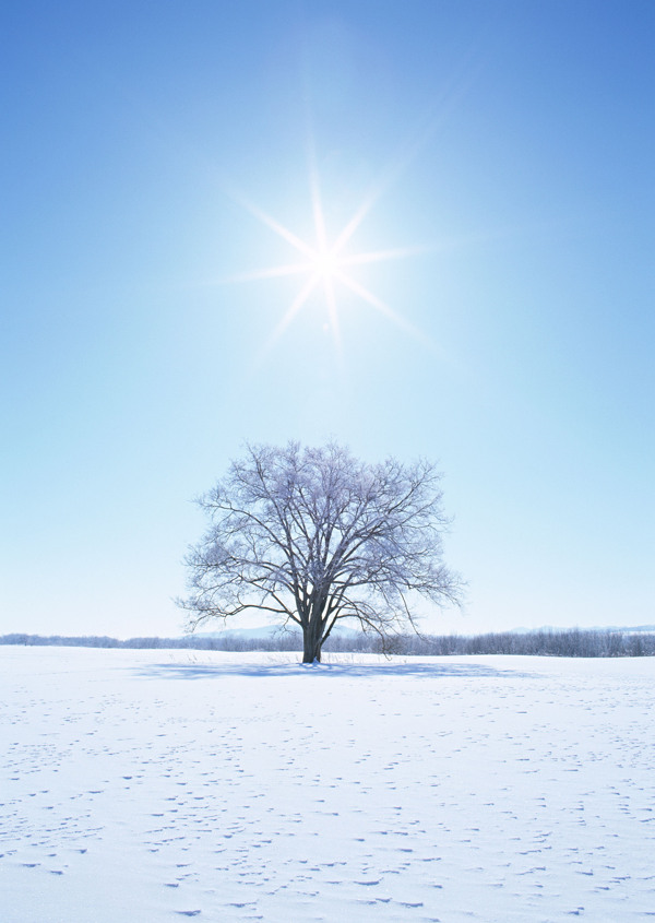 雪地里的一颗树