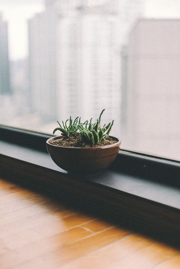 绿植绿萝植物窗台背景素材图片