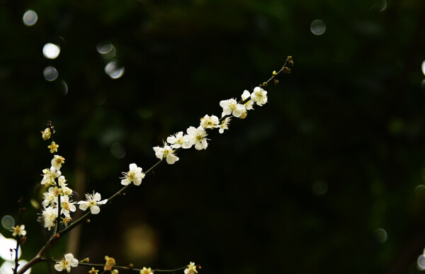 唯美白色梅花图片