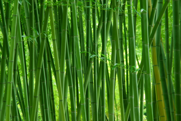 错综复杂的竹林