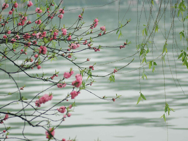 春天风景图片