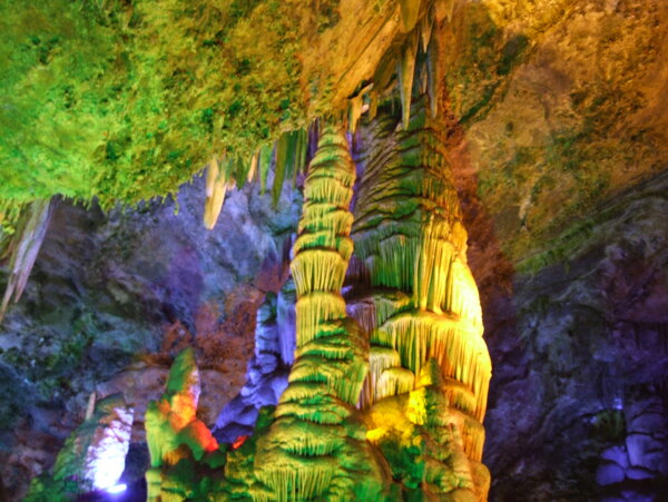 树植物水风景