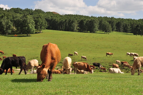 草原牧牛图片
