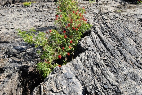 连池火山岩植物图片